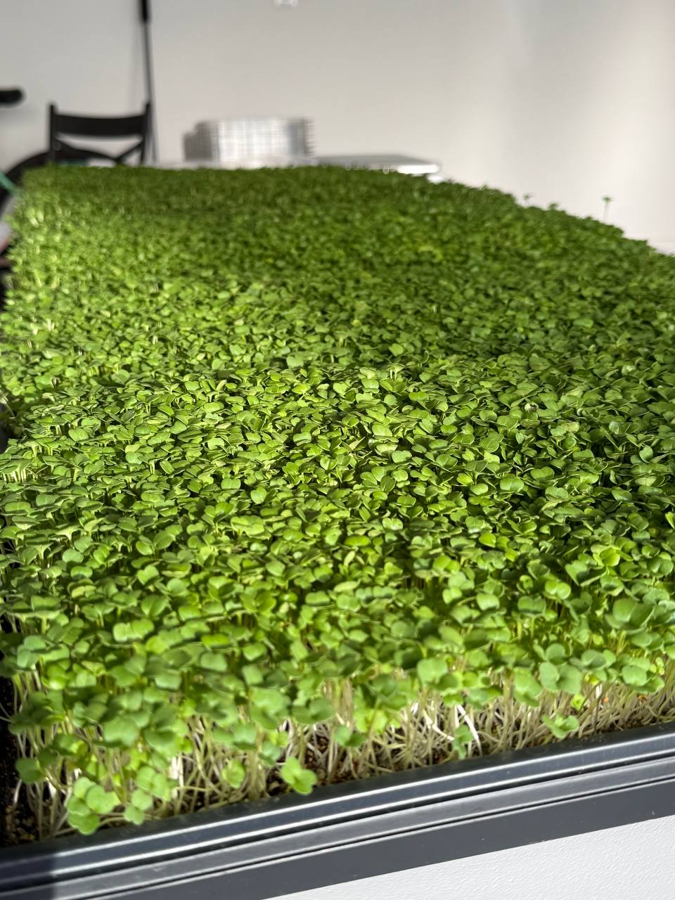 A full tray of micro arugula