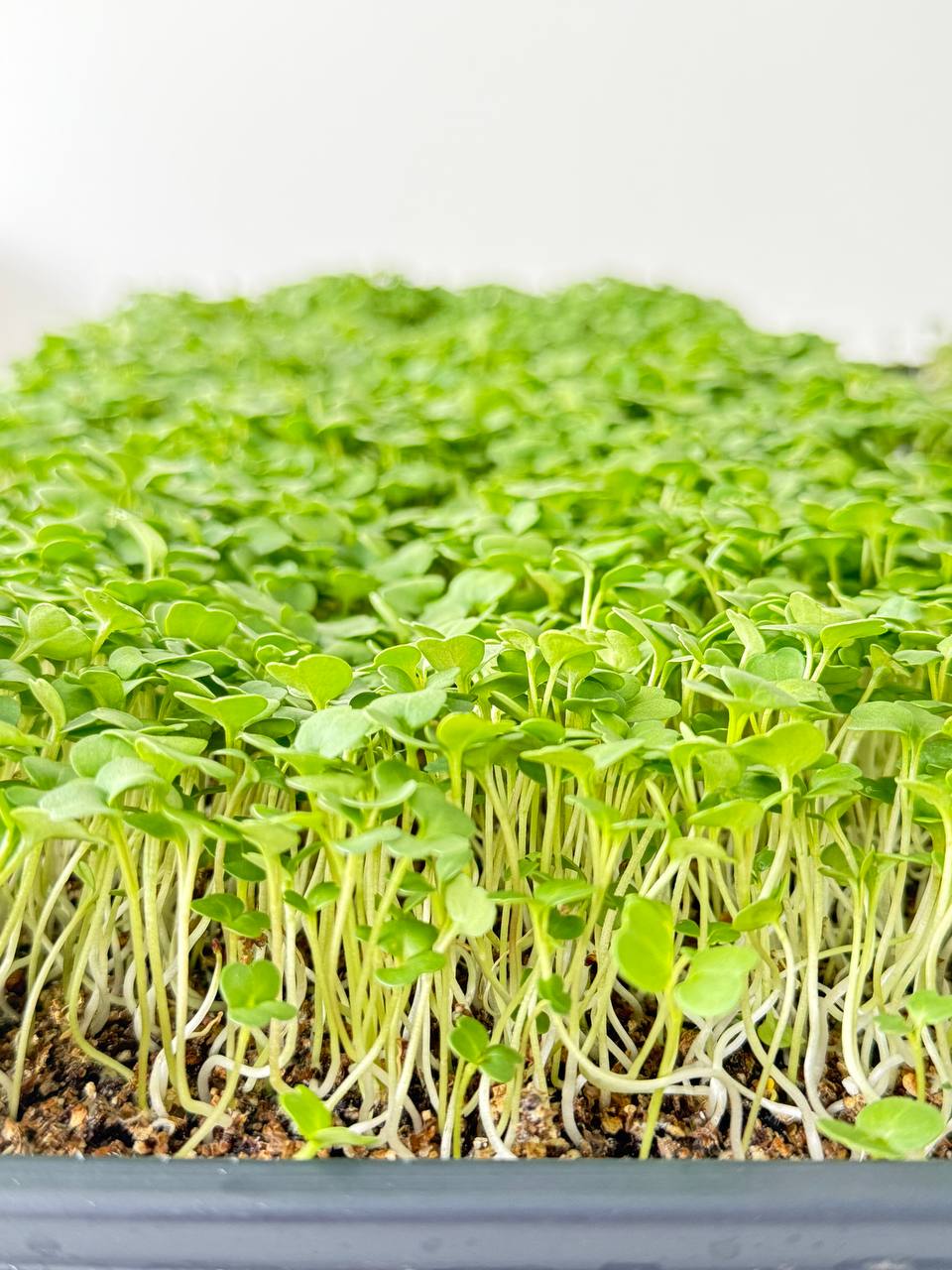 Micro broccoli growing in a tray, close up