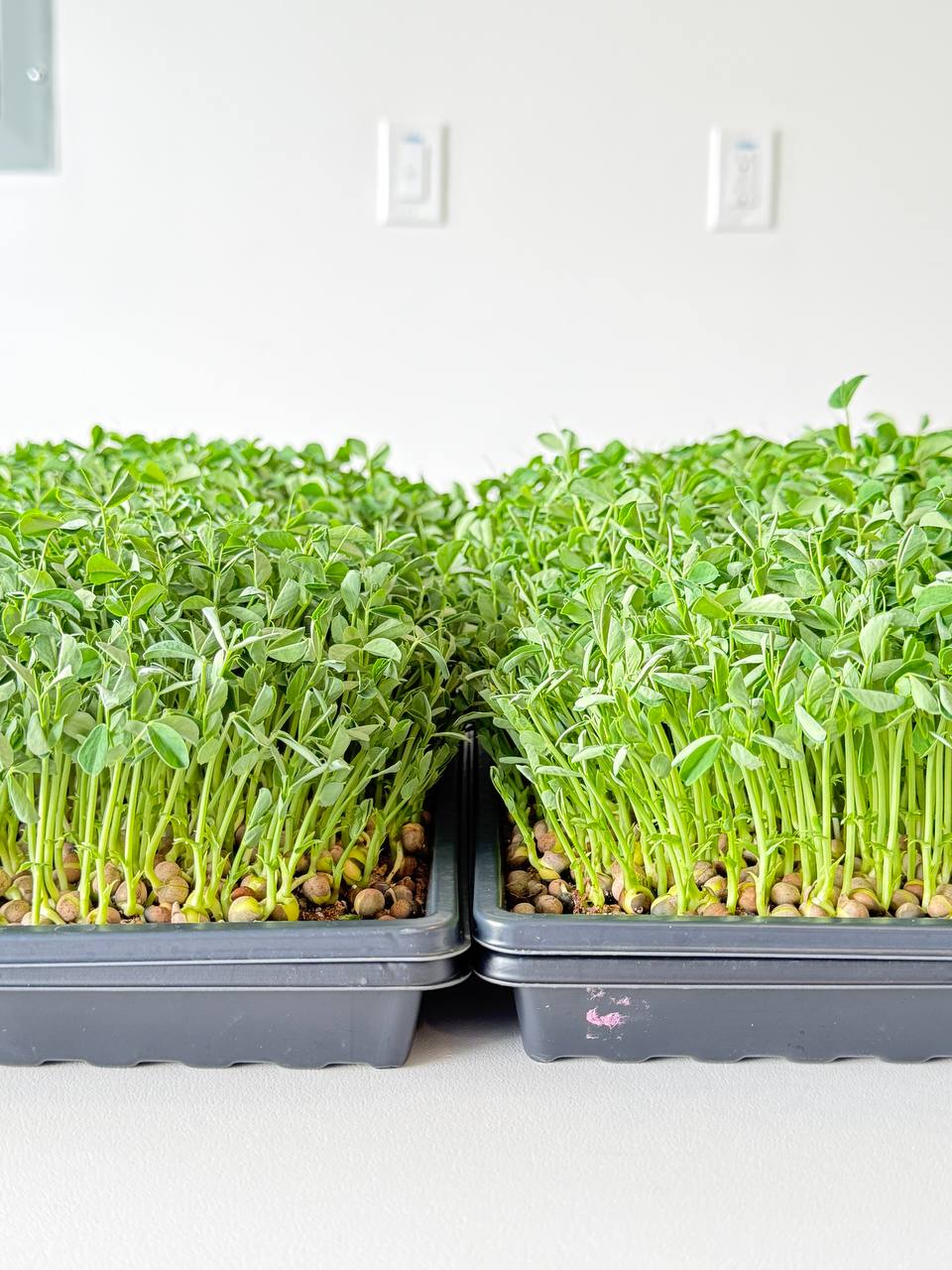 Two trays of tall pea shoots