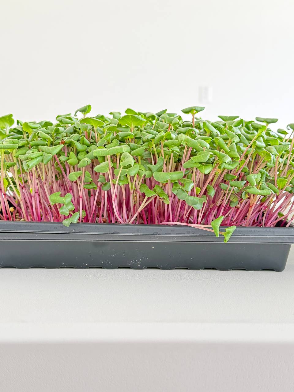 A tray of radish microgreens with bright pink stems