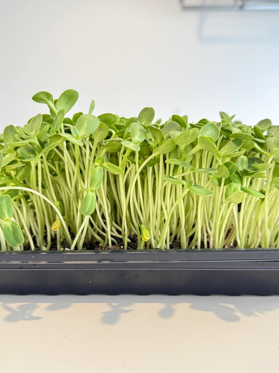 A tray of young sunflower microgreens, side view