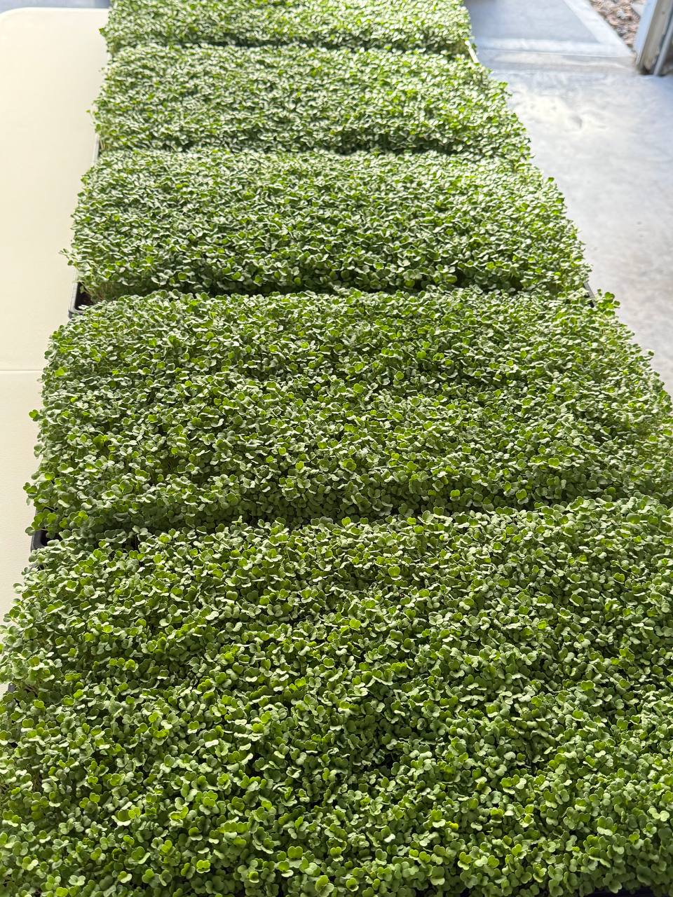 Rows of full broccoli microgreen trays