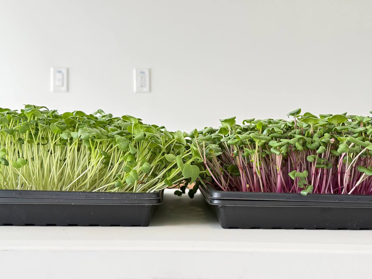 A tray of broccoli microgreens beside a tray of pink-stemmed radish
