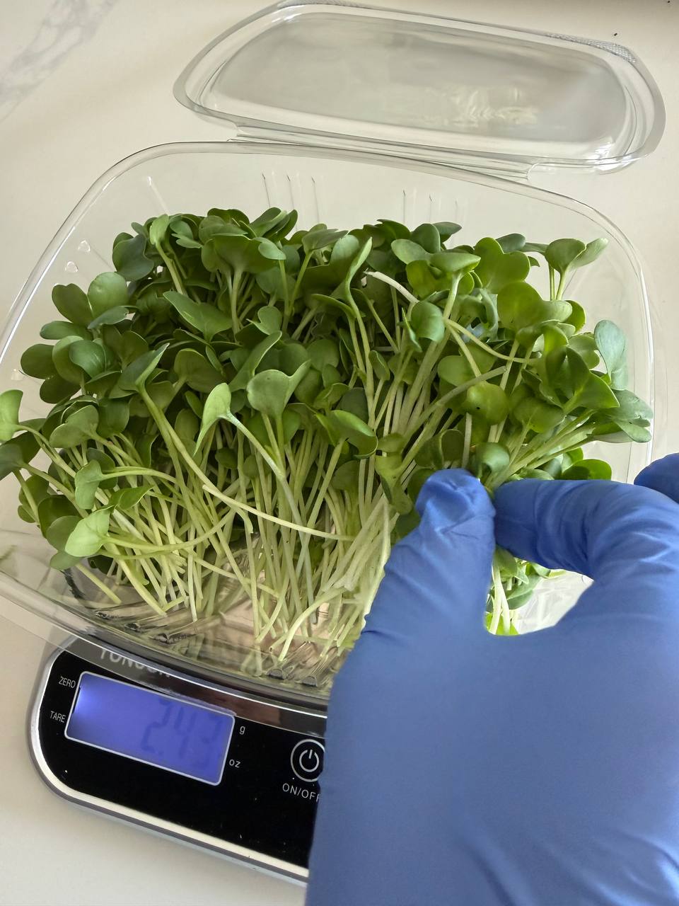 Gloved hands filling a clamshell of microgreens on a kitchen scale