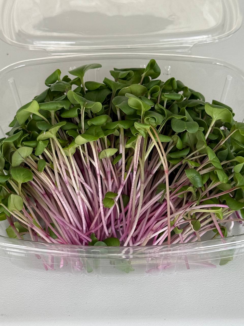 Micro radish with pink stems in an open clamshell
