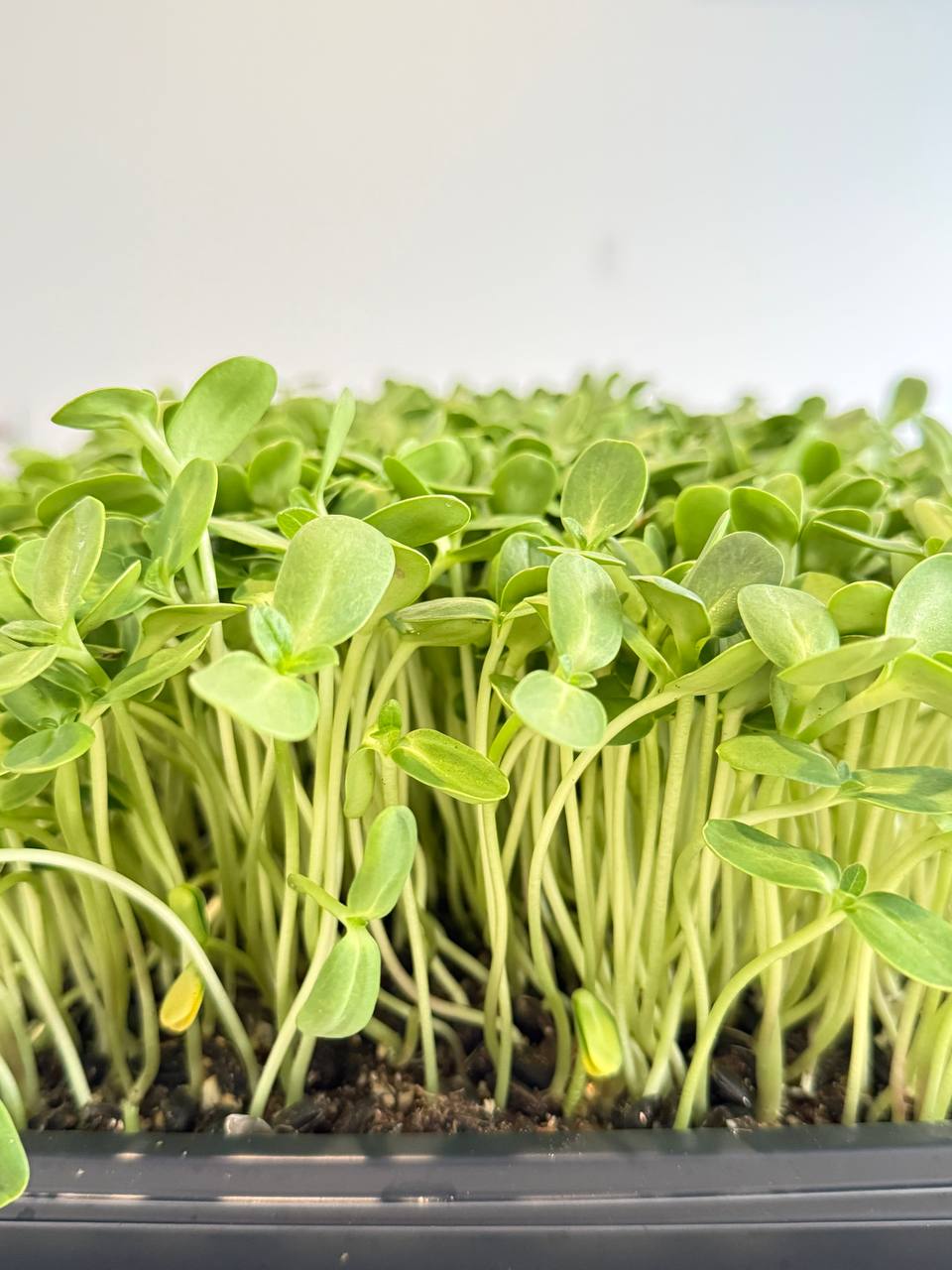 Micro sunflower shoots growing in a tray