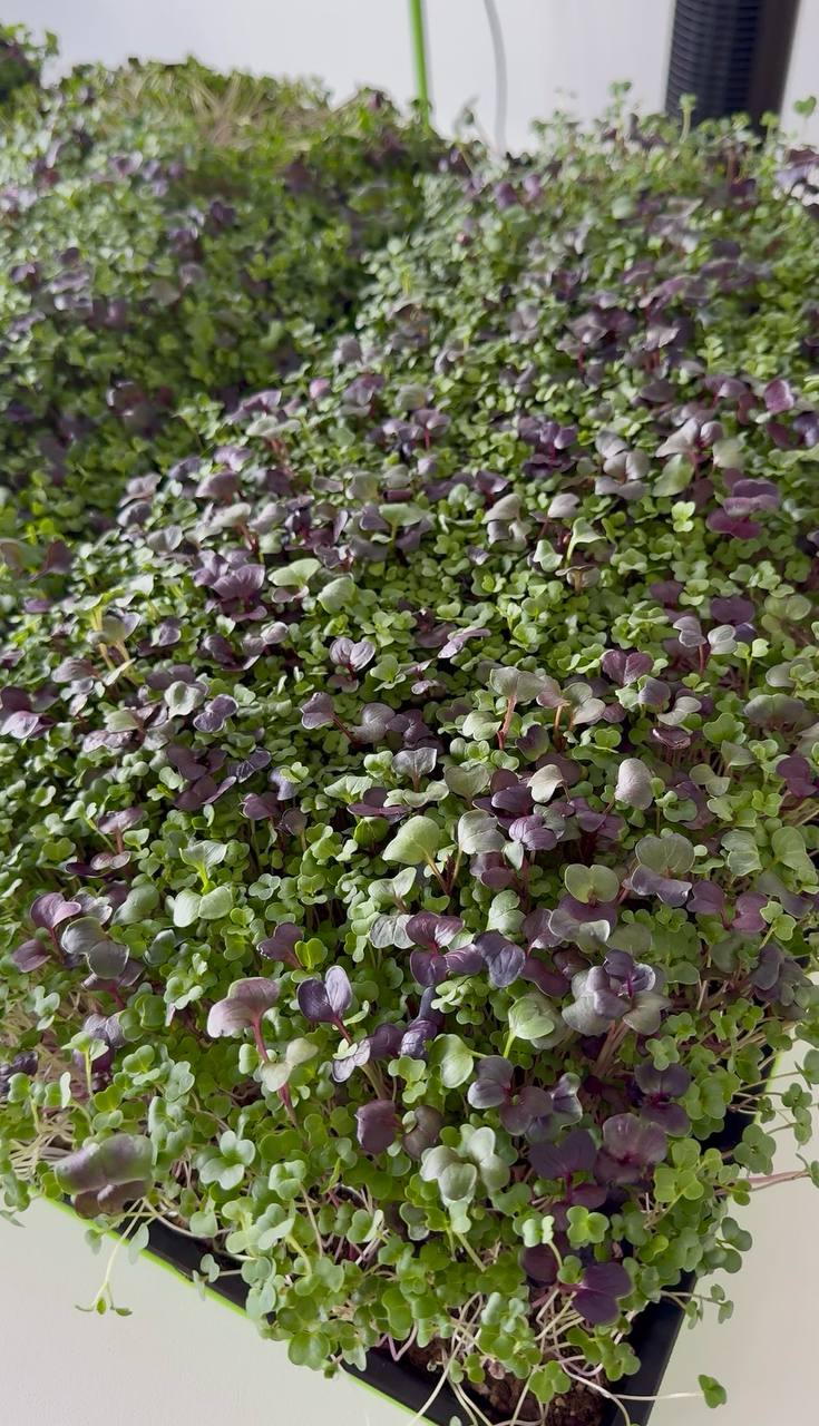 A tray of mixed green and purple microgreens