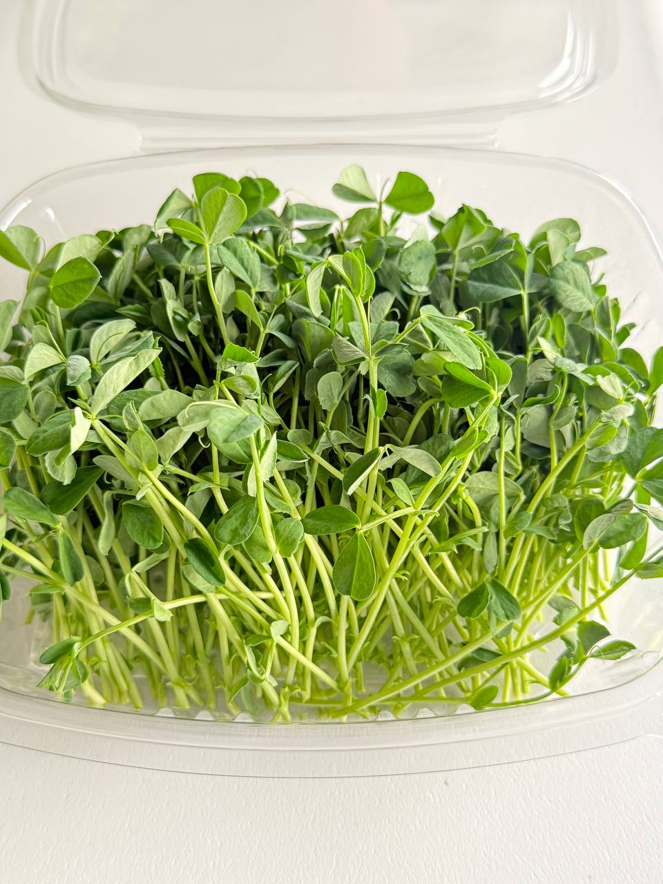 Micro sweet pea shoots in an open clamshell